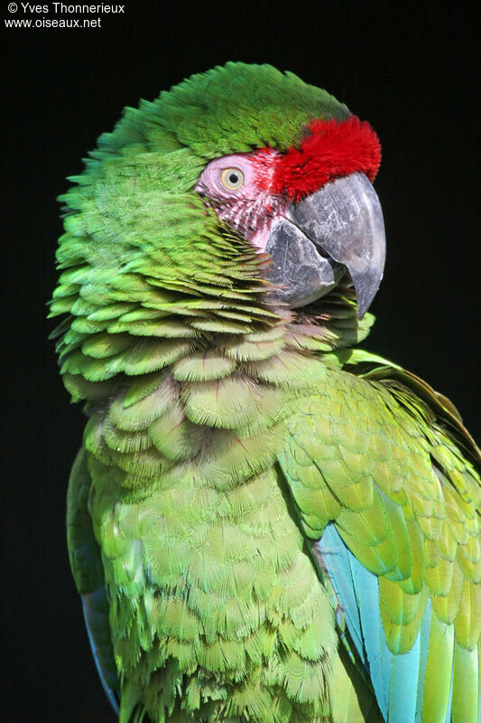 Military Macaw