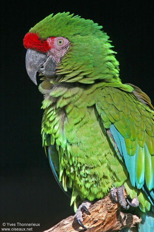 Military Macaw