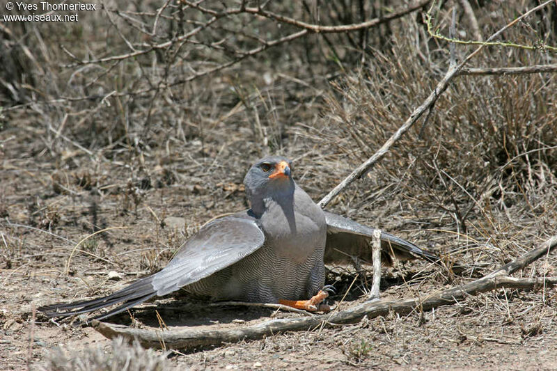 Dark Chanting Goshawkadult