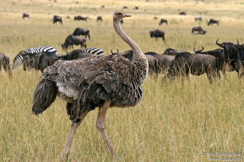 Autruche d'Afrique femelle adulte