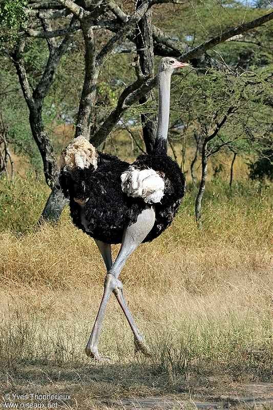 Common Ostrich