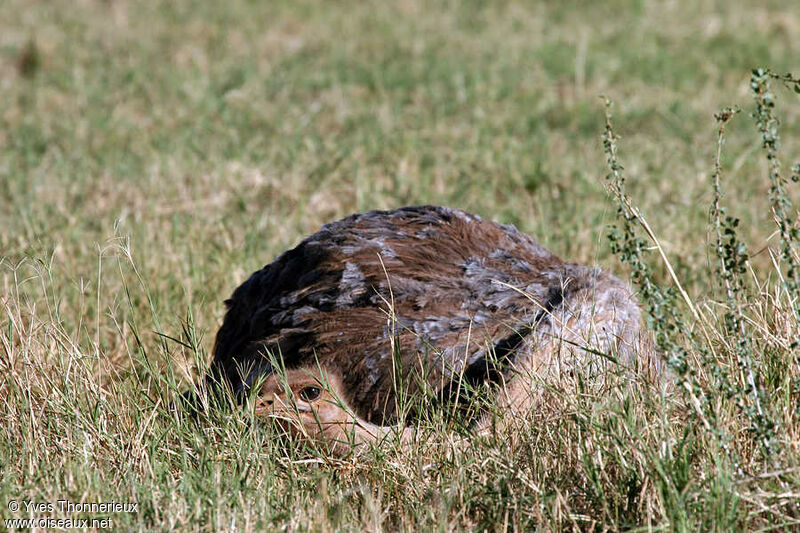 Common Ostrich