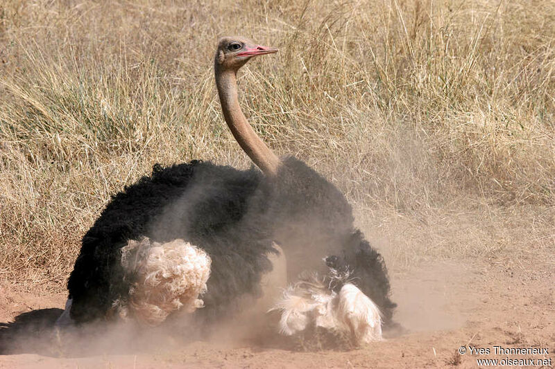 Common Ostrich