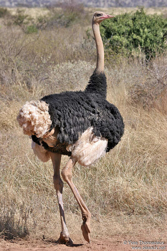 Common Ostrich