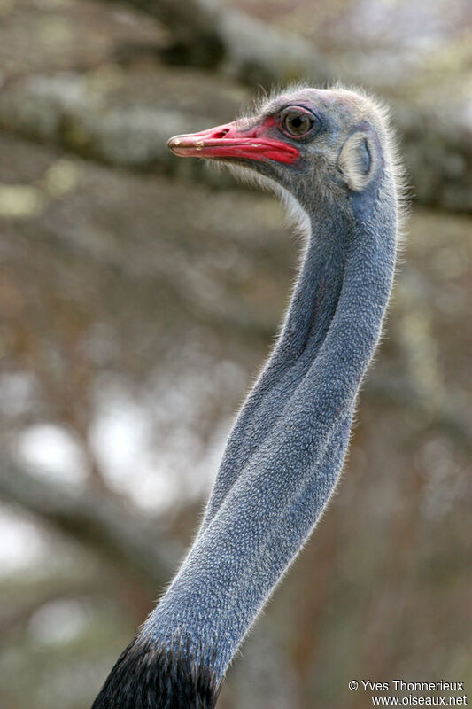 Somali Ostrichadult, close-up portrait