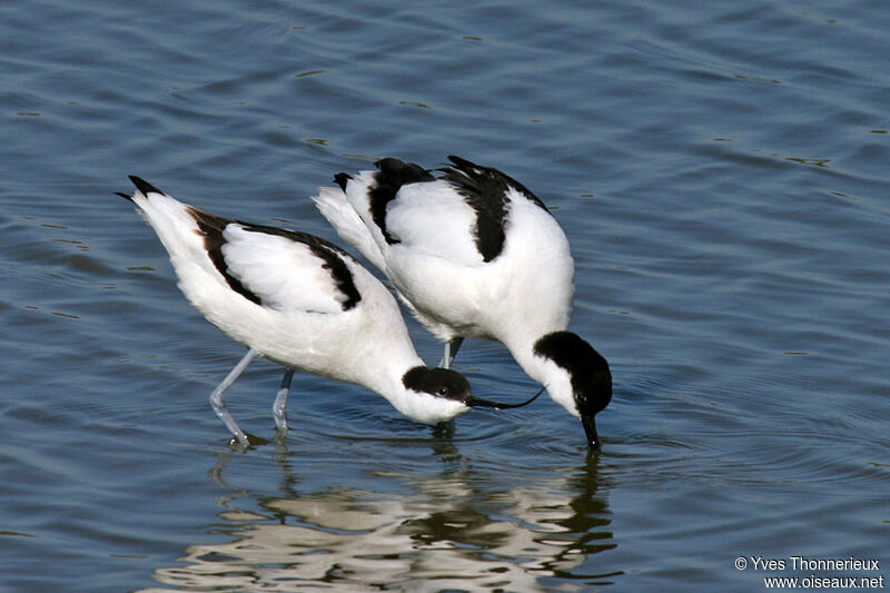 Avocette élégante