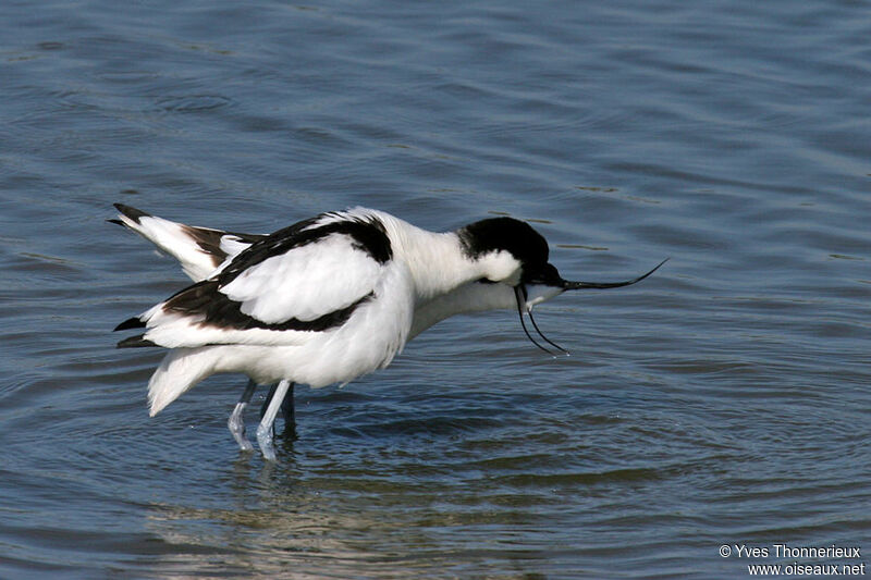 Avocette élégante