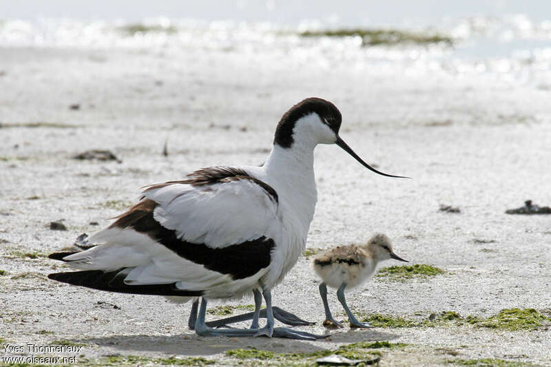 Avocette élégante