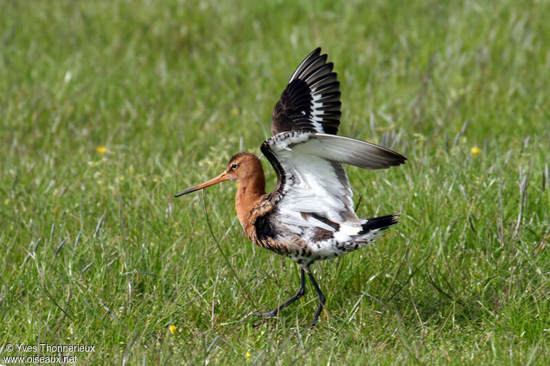 Black-tailed Godwit