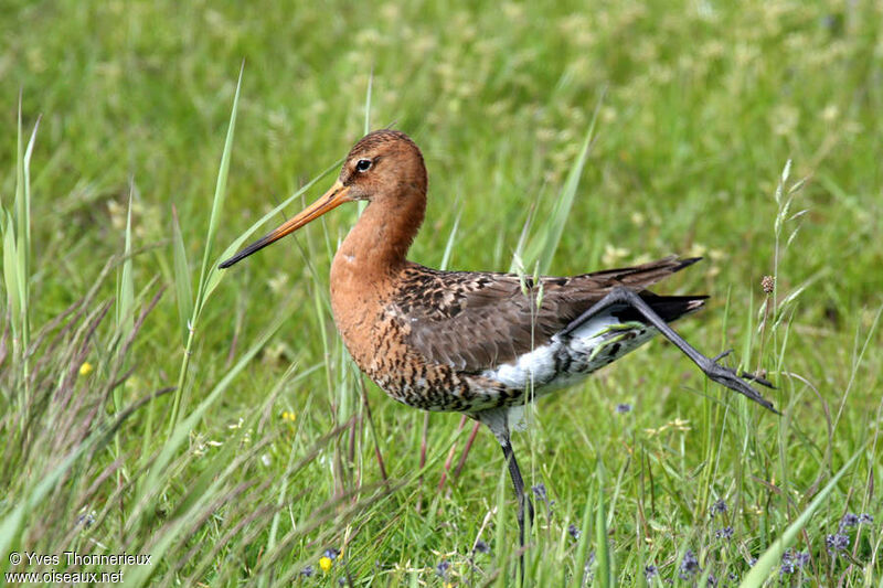 Black-tailed Godwit