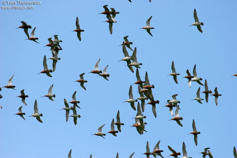 Bar-tailed Godwit