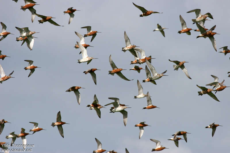 Bar-tailed Godwit, Flight, Behaviour