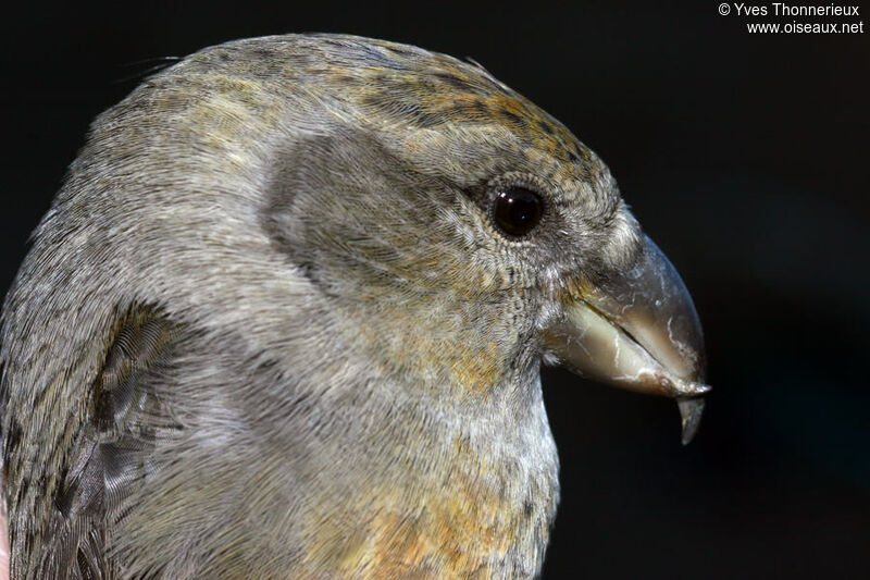 Red Crossbill