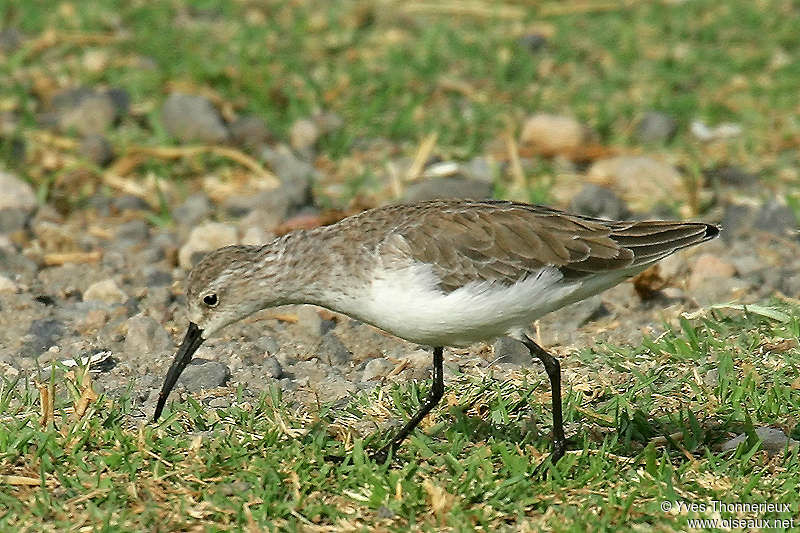 Curlew Sandpiper