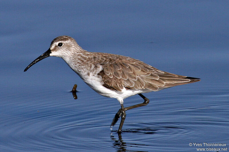 Curlew Sandpiper