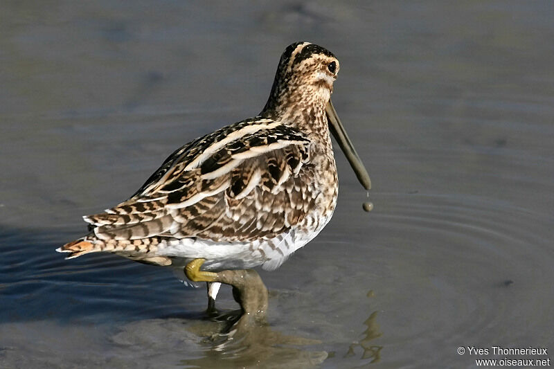 Common Snipe