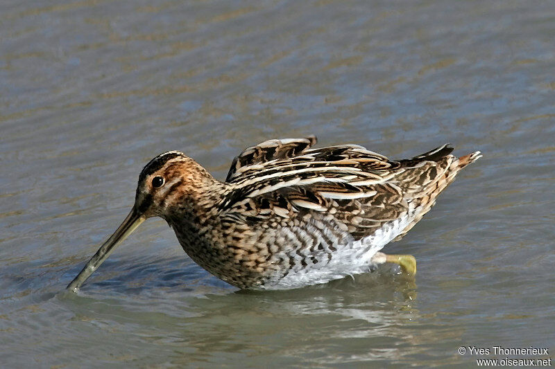 Common Snipe