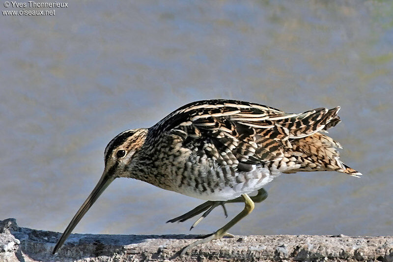 Common Snipe