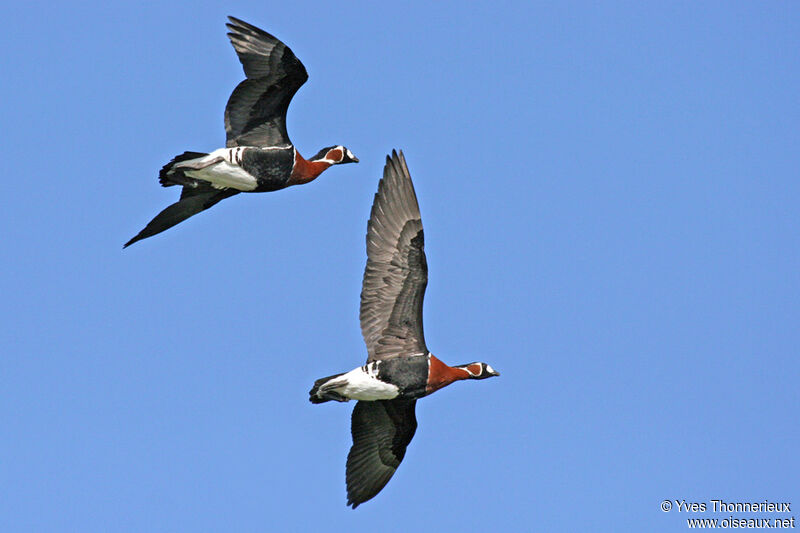 Red-breasted Goose