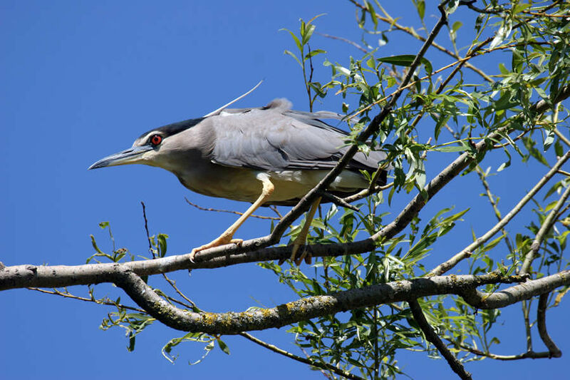 Black-crowned Night Heron