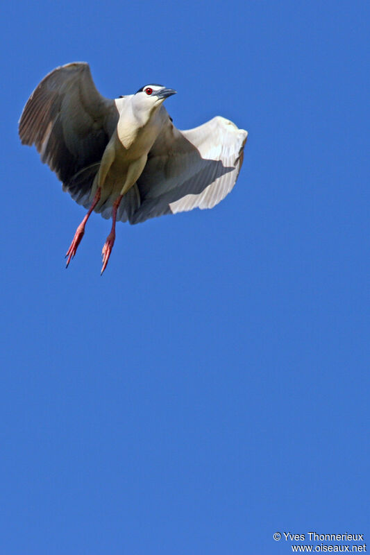 Black-crowned Night Heron