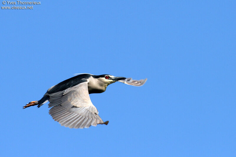 Black-crowned Night Heronadult