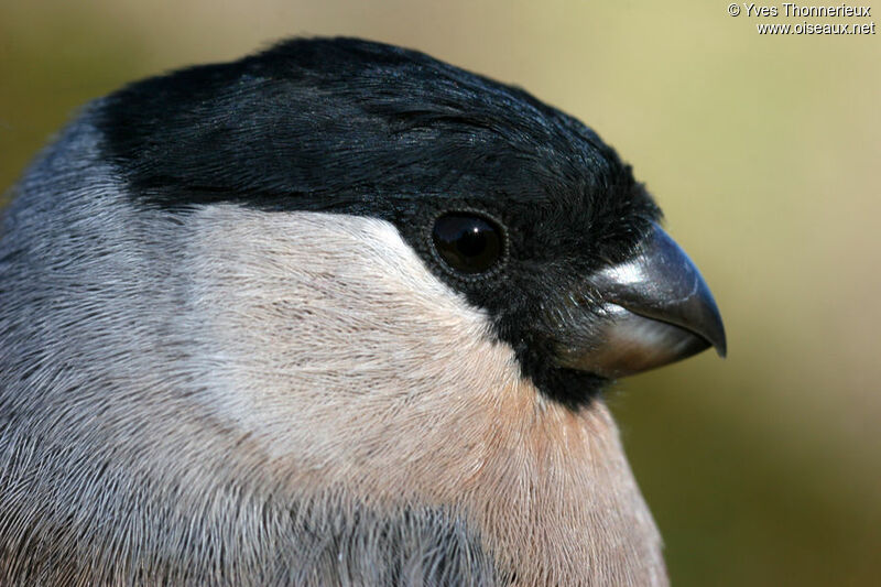 Eurasian Bullfinch