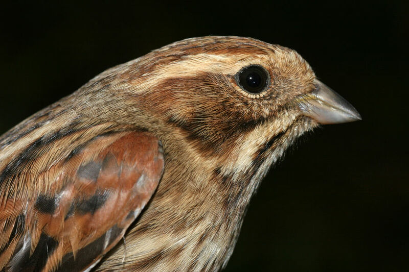 Common Reed Bunting