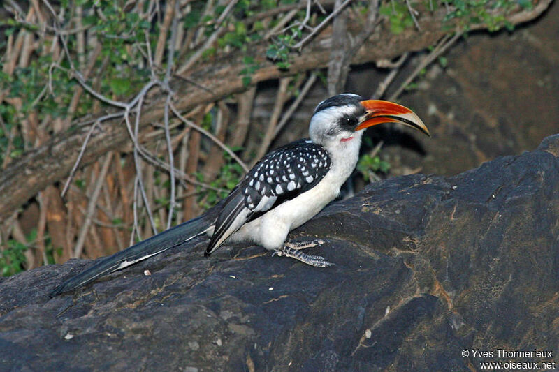 Jackson's Hornbill male adult