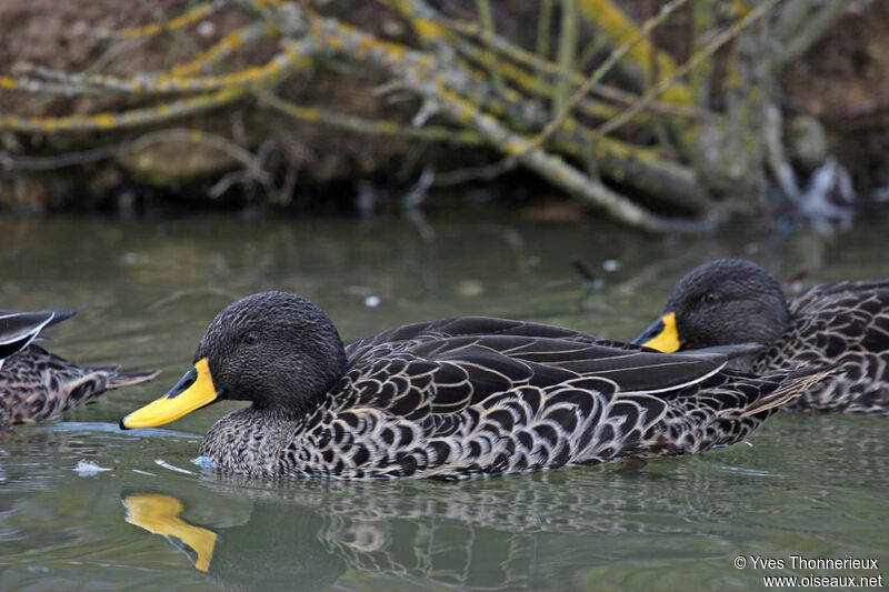 Canard à bec jaune