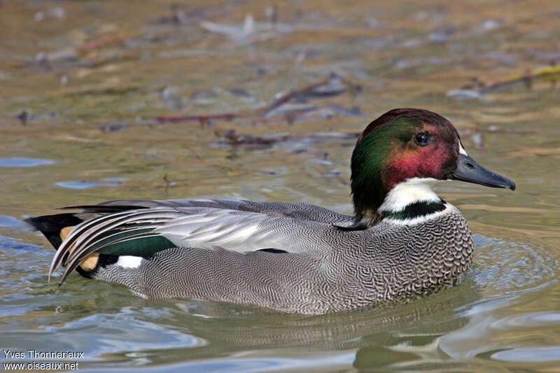 Falcated Duck male, close-up portrait