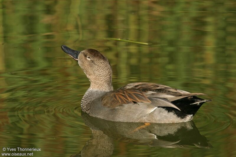 Gadwall