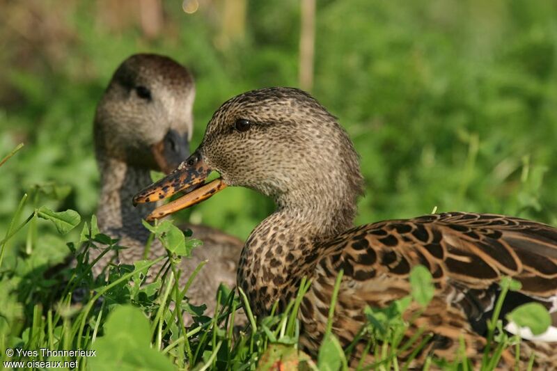 Canard chipeau