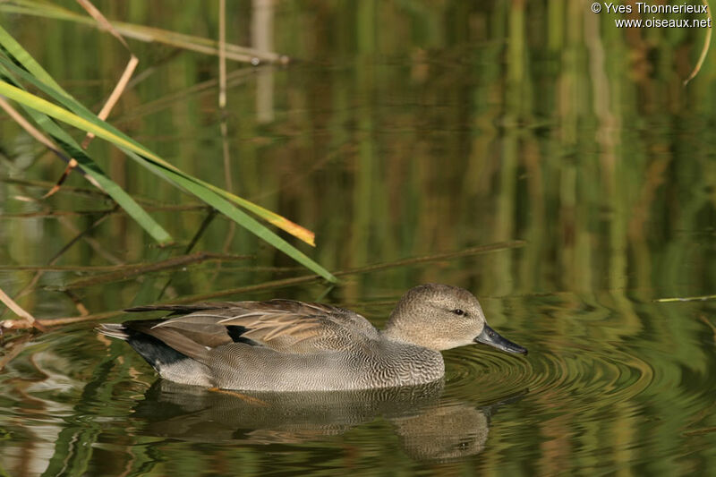 Canard chipeau