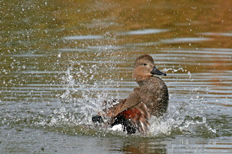 Canard chipeau