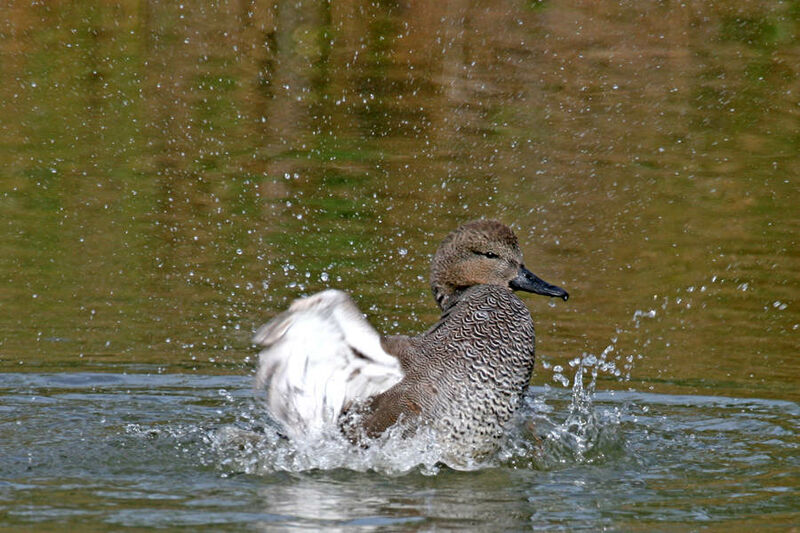 Gadwall