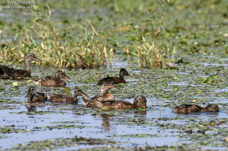 Gadwall