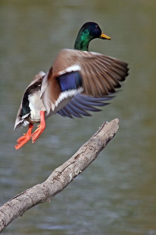 Mallard