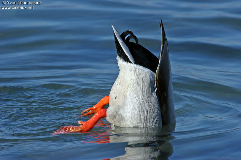 Mallard