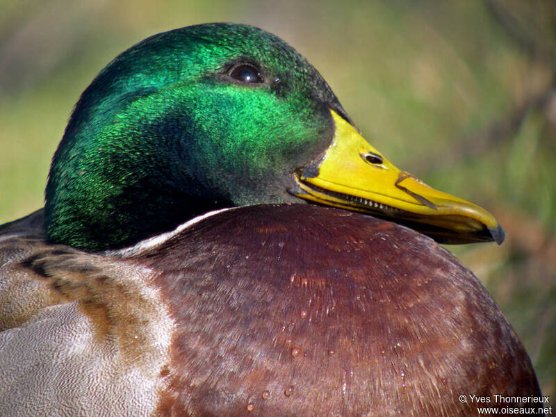 Canard colvert