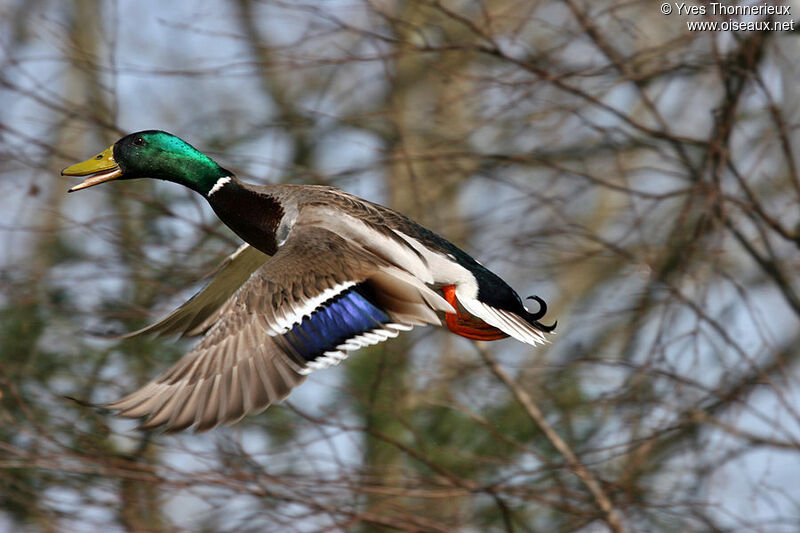 Mallard