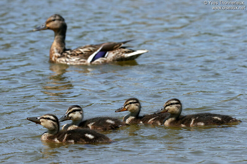 Mallard female adult