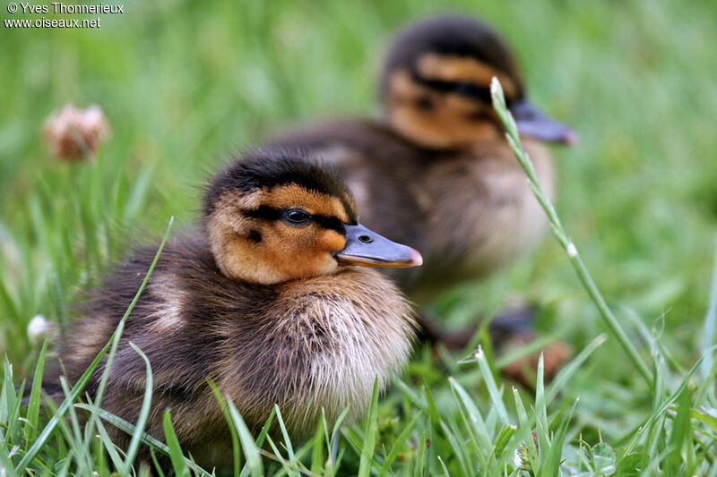 Canard colvertjuvénile