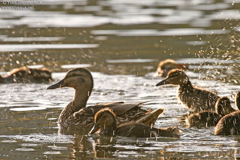 Mallard female adult