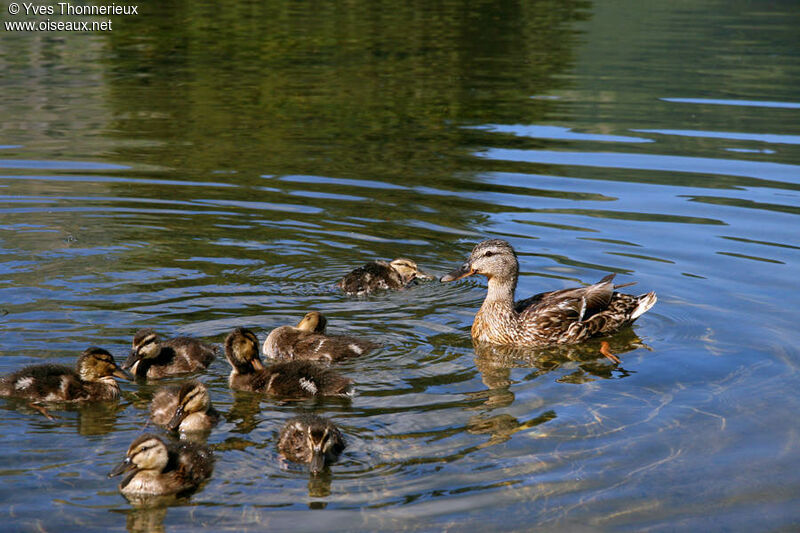 Canard colvert femelle adulte