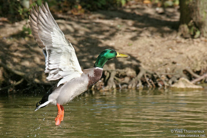 Canard colvert