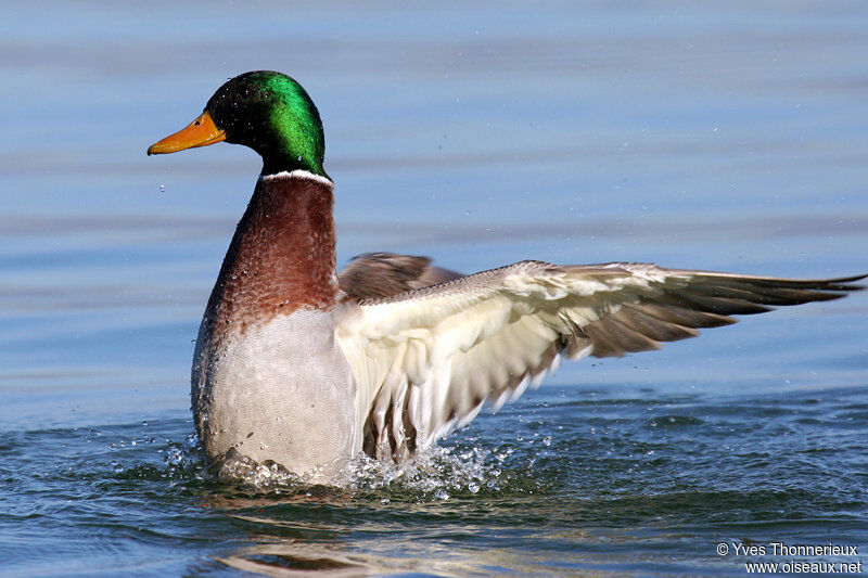 Mallard