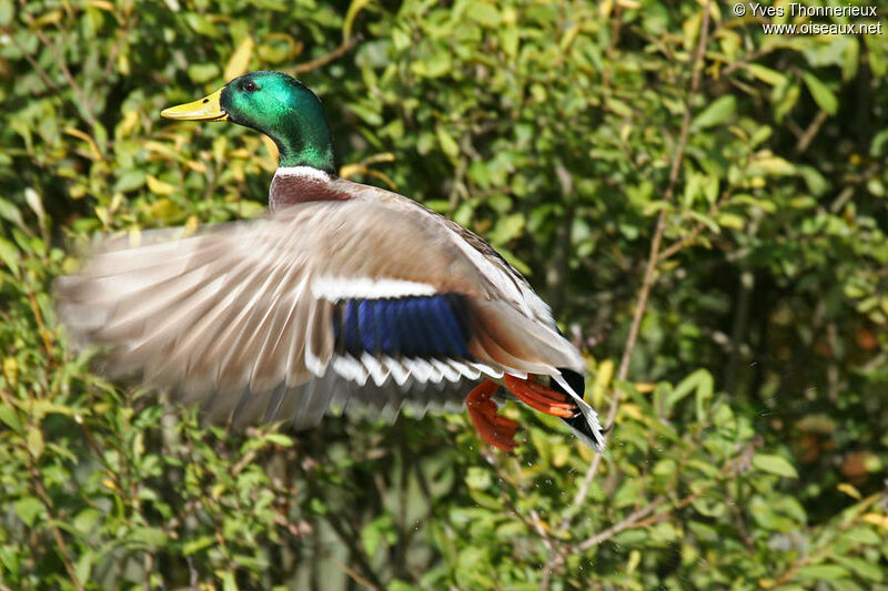 Canard colvert mâle