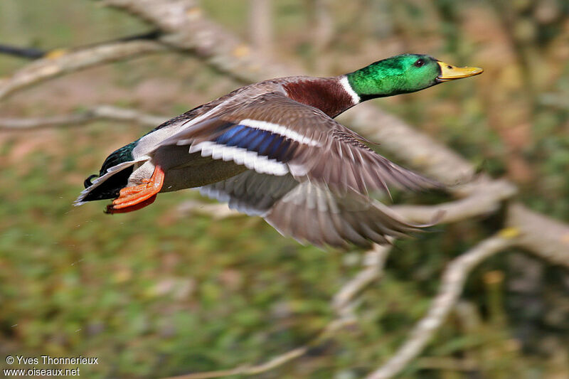 Mallard male