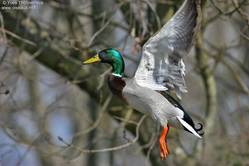 Mallard